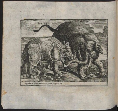 Vorstellung eines Rhinocerus und eines Elephanten