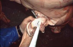 Fotografie: Precision Livestock Farming, Tieridentifikation, Implantat