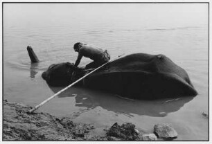 Patna. Badender Elefant im Ganges
