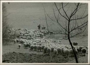 Schafherde im Schwarzwald