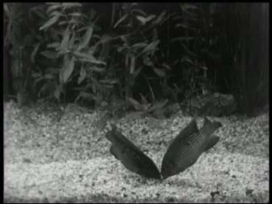 Hemichromis bimaculatus - Kampf zweier Männchen