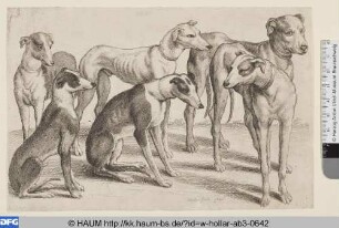 Sechs Jagdhunde