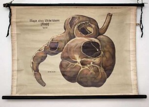 Magen eines Wiederkäuers (Rind)