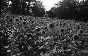 Nepotrowo: Sonnenblumenfeld