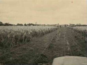 Zuckerplantage