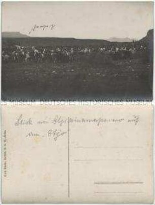 Rinderherde in Landschaft bei Omaruru Blick auf den Berg Etjo, mit handschriftlichen Bemerkungen über den Feldzug von Hauptmann Franke gegen die Herero in Februar 1904