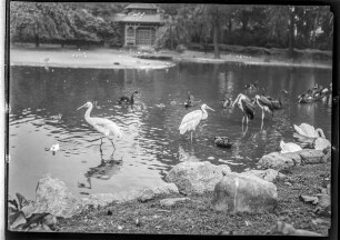 Hamburg - Stellingen, Tierpark Hagenbeck - Teich mit Wasservögeln