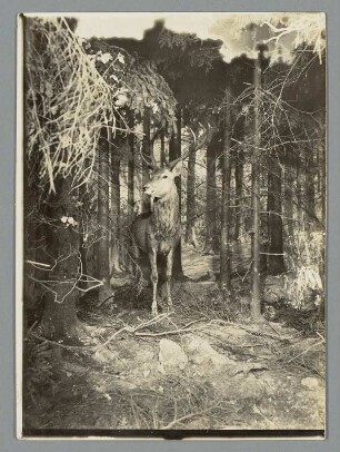 Bild eines Hirsches im Wald