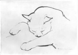 Schlafende Katze : Schlafende Katze. Kohlezeichnung (1954; E. Richter). Dresden-Striesen, Borsbergstraße 11, Atelier der Künstlerin