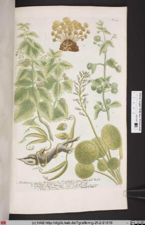 Umbilicus Veneris. Volubilis. Urtica [Meernabel-Kraut. Römische Nessel].