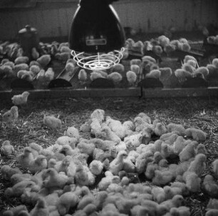 Institut für Tierzuchtforschung Dummerstorf. Küken