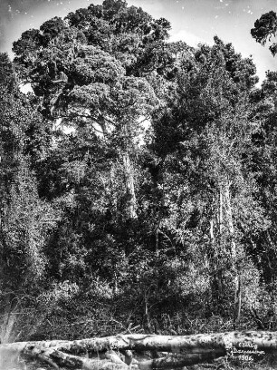 Trockenwald : Blick auf einen Trockenwald