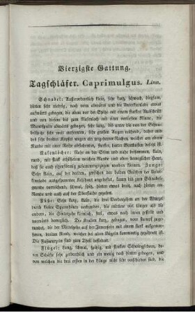 Vierzigste Gattung. Tagschläfer. Caprimulgus. Linn.
