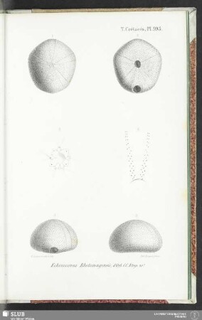 Pl. 993