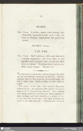 Murex striatus. Tab. XXII
