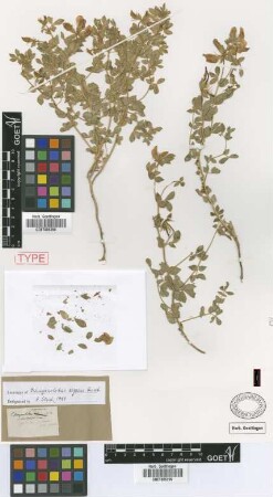 Tetragonolobus aegaeus Griseb. [lectotype]
