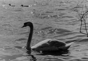 Schwan