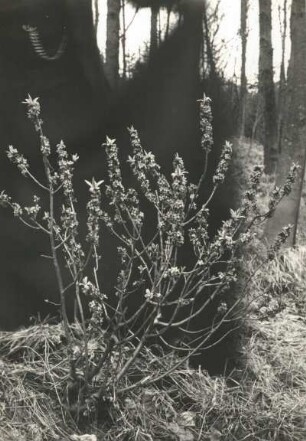 Echter Seidelbast (Daphne mezereum), auch Echt-Seidelbast, Gewöhnlicher Seidelbast oder Kellerhals. Blühender Strauch bei Meißen