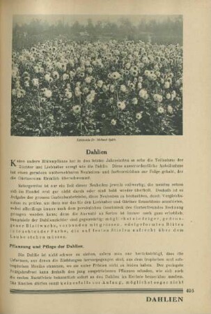 Dahlien