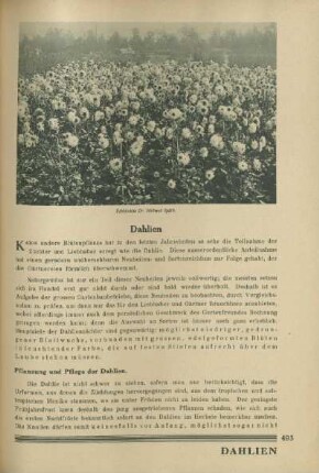 Dahlien