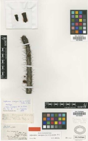 Leptocereus assurgens (Wright ex Griseb.) Britton & Rose [type]