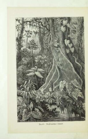 Brasilianischer Urwald