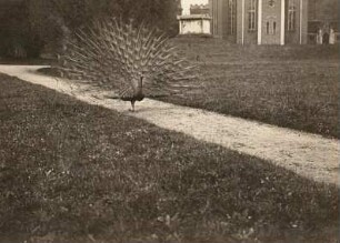 Wörlitzer Park. Asiatischer Pfau (Pavo) ein Rad schlagend