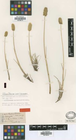 Deyeuxia phalaroides Wedd. [syntype]