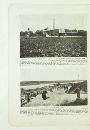Zuckerrübenfeld in der Magdeburger Börde mit Zuckerfabrik und Wohngebäude