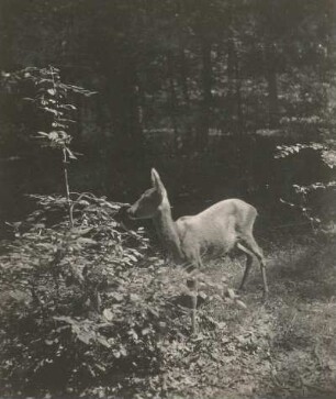 Europa. Reh (Capreolus capreolus), Ricke