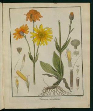 8r, Arnica montana