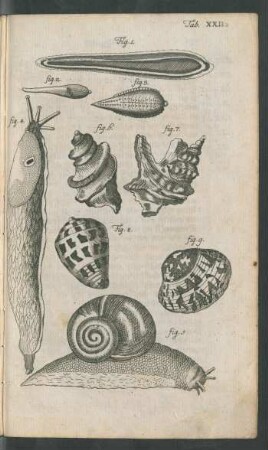 Tab. XXII. Fig. 1. - fig. 9.