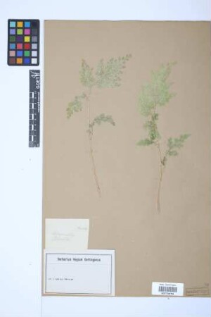 Selaginella pervillei Spring