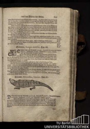 Cap. 66. Scorpion, Scorpio terrestris.