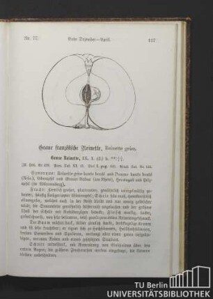 Nr. 77. Graue französische Reinette, Reinette grise.