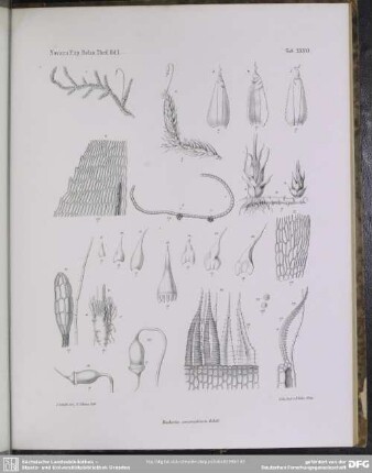 Tab. XXXVI