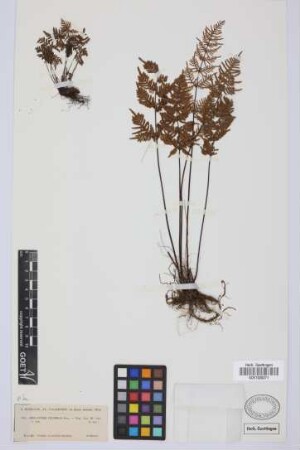 Cheilanthes pulchella Bory ex Willd.
