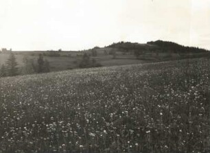 Der Sattelberg bei Gottleuba mit blühenden Bergwiesen