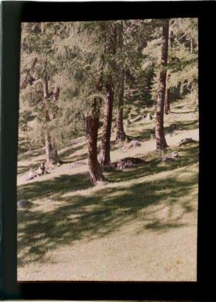 Wald bei Zuoz (Engadin)