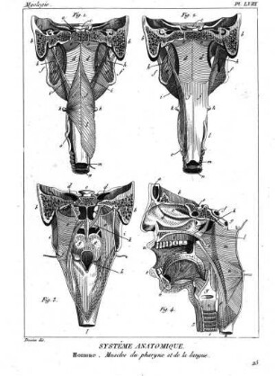 Pl. LVIII. Systême Anatomique. Homme. Muscles du pharynx et de la langue.