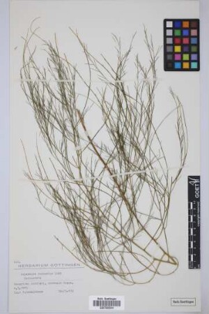 Asparagus scoparius Lowe