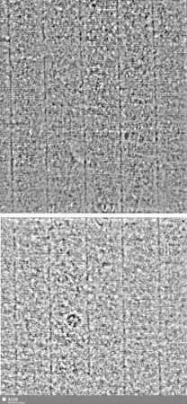 Lilienschild + IESV / Buchstaben LW = S.5/6+7/8