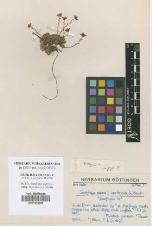 Saxifraga aspera L. subsp. bryoides (L.) Gaudin