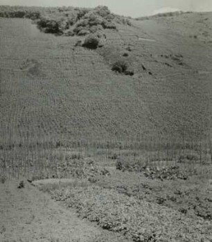 Mosel, Mesenich, Weinberge am Steilhang und Gemüseanbau im Tal