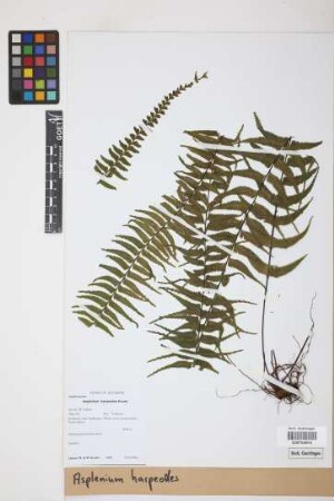 Asplenium harpeodes Kunze