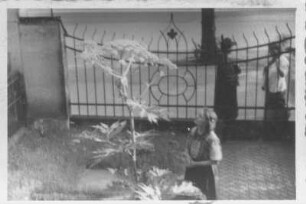 Dresden-Striesen, Borsbergstraße 11. Die Bildhauerin Etha Richter vor dem Haus, eine Herkulesstaude betrachtend