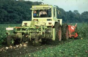 Fotografie: Ernteverfahren, Zuckerrübe, Zweiphasiges Ernteverfahren