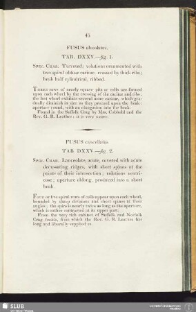 Fusus cancellatus. Tab. DXXV.—fig. 2