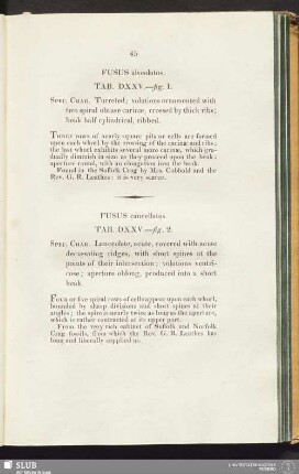 Fusus cancellatus. Tab. DXXV.—fig. 2