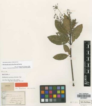 Mollinedia lanceolata Ruiz & Pavón